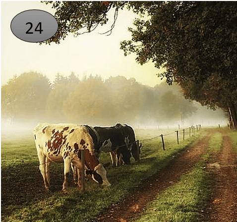 Viltje24
