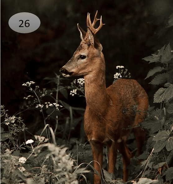 Viltje26