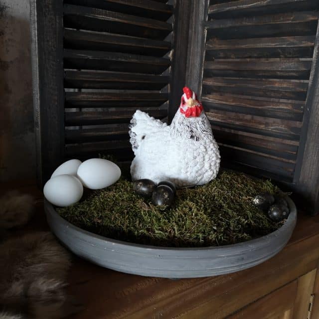 Kippetje Broedend Wit